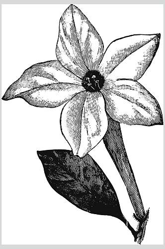 素雅叶子黑色植物花卉手绘矢量素材