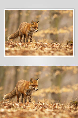可爱狐狸动物形态摄影图