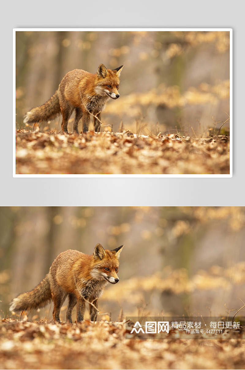 可爱狐狸动物形态摄影图素材