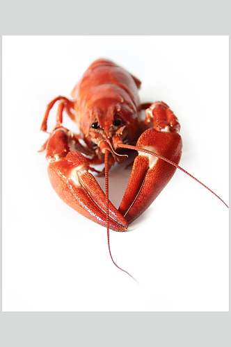 红色小龙虾高清图片
