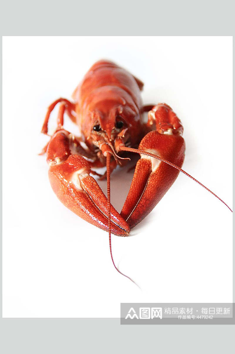 红色小龙虾高清图片素材