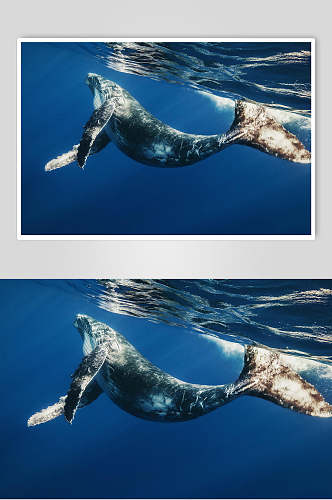 鲸鱼海豚可爱动物图片