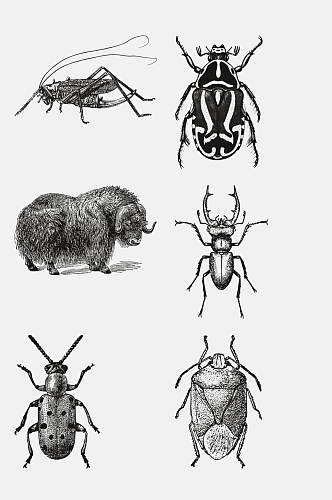 黑色牛角动物昆虫素描手绘免抠素材