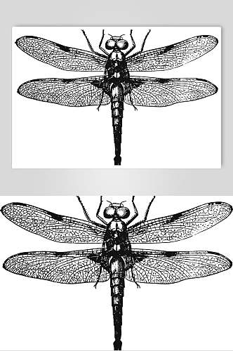 蜻蜓黑色简约动物素描手绘矢量素材