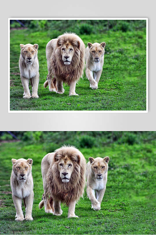 狮子老虎绿地可爱动物图片