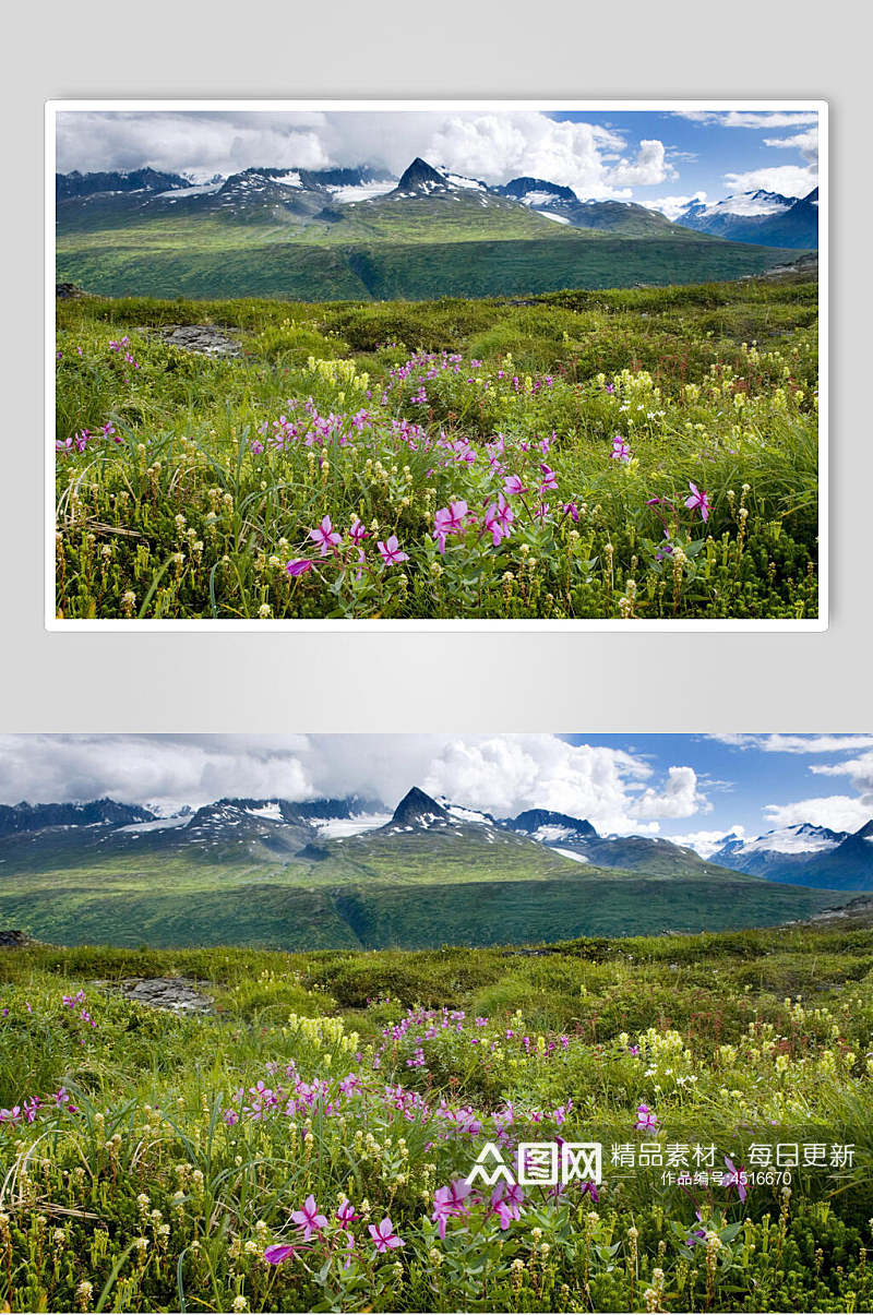 鲜花草原野外风景图片素材