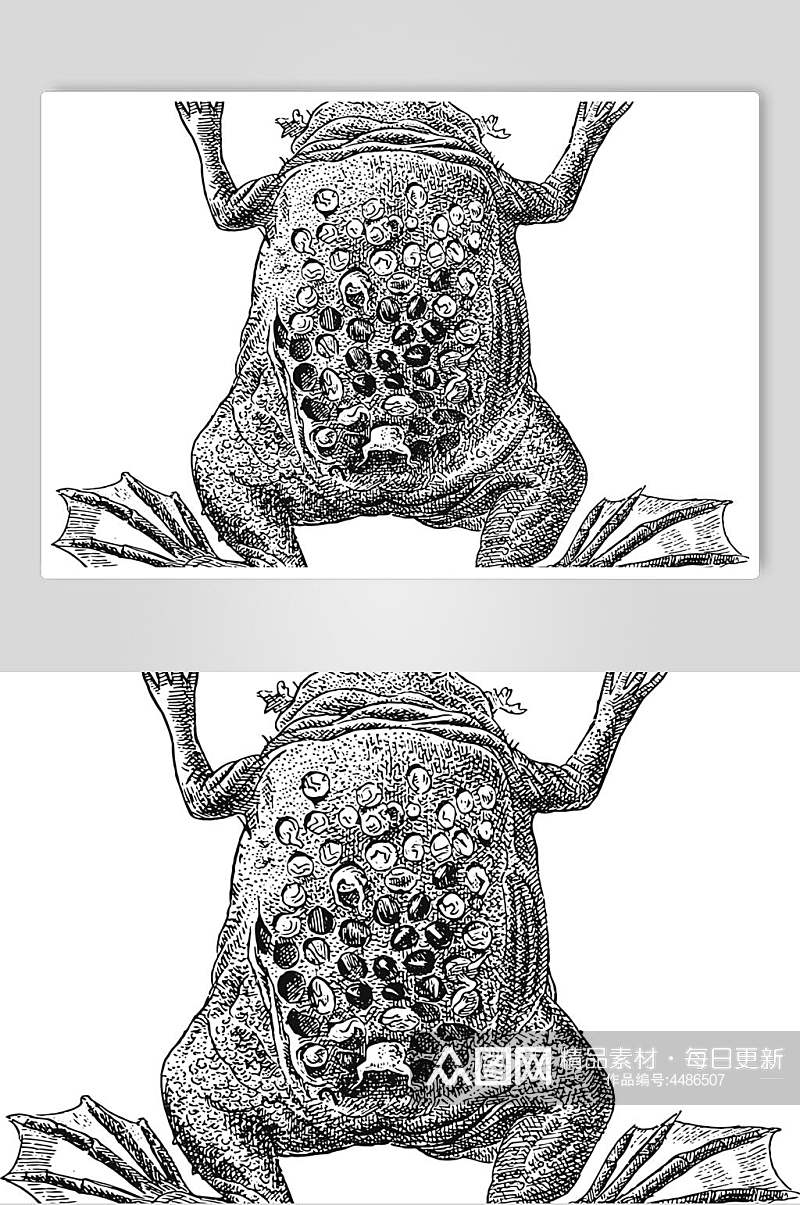 青蛙黑色简约动物素描手绘矢量素材素材