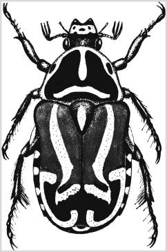 甲壳虫动物素描手绘矢量素材