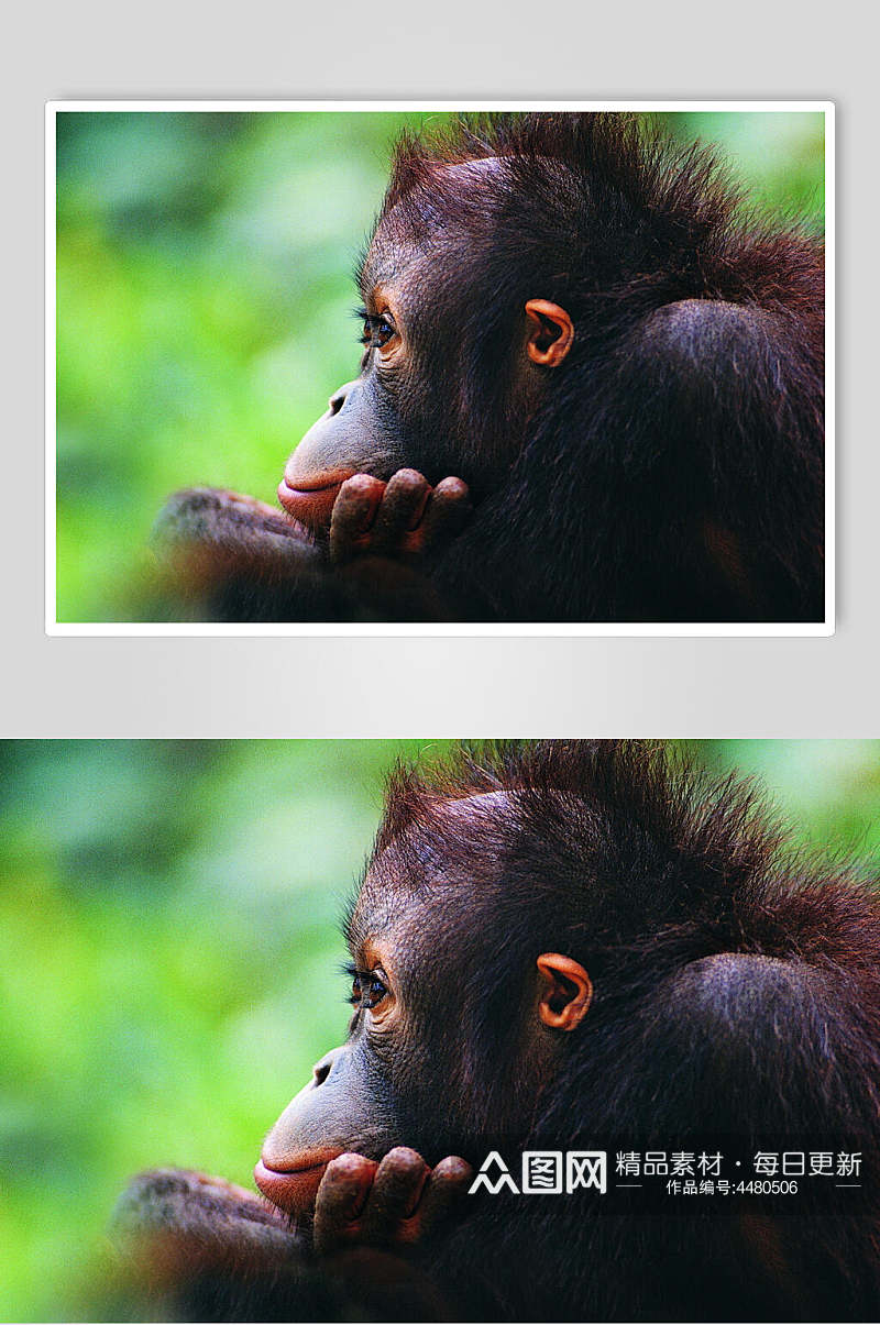 猴子可爱动物图片素材