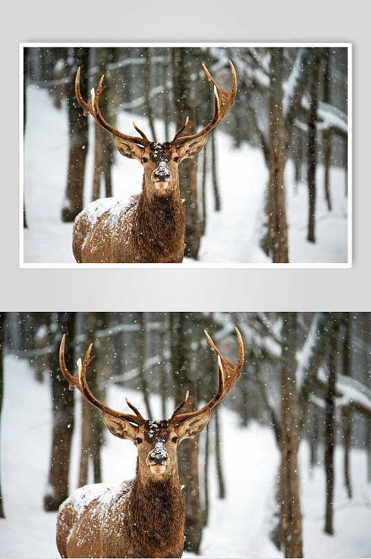 可爱动物麋鹿正面特写摄影图片