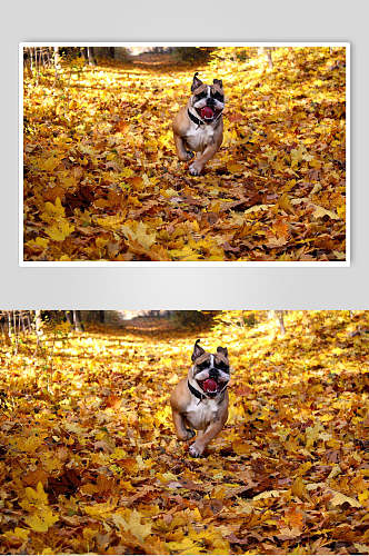 秋天落叶满地狗子飞奔可爱动物图片