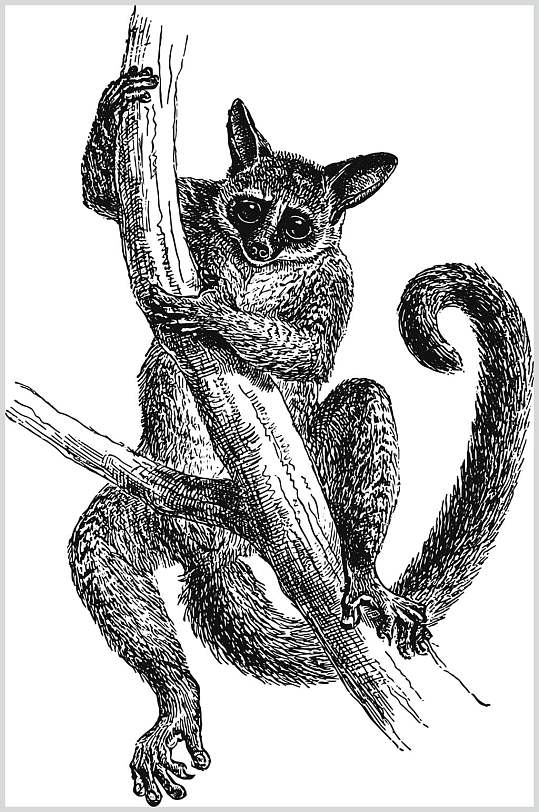 树枝尾巴黑色动物素描手绘矢量素材