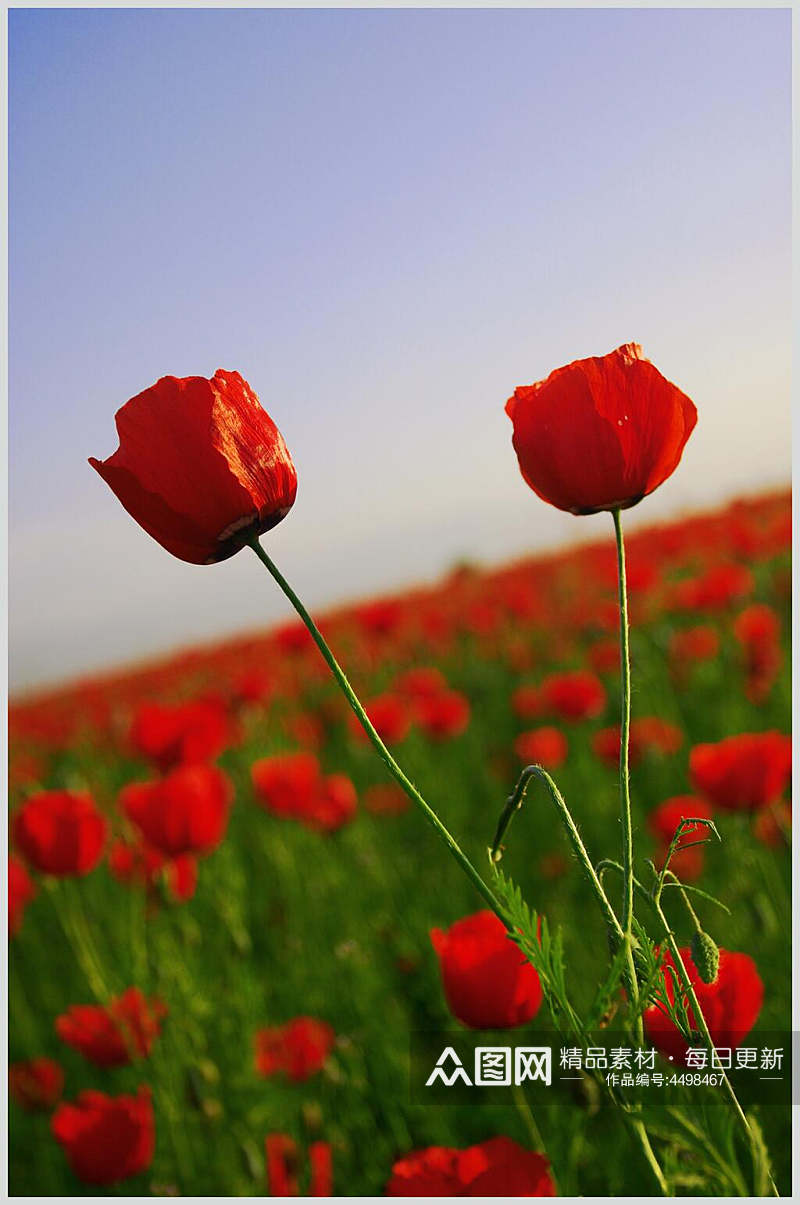 红色鲜花野外风景图片素材