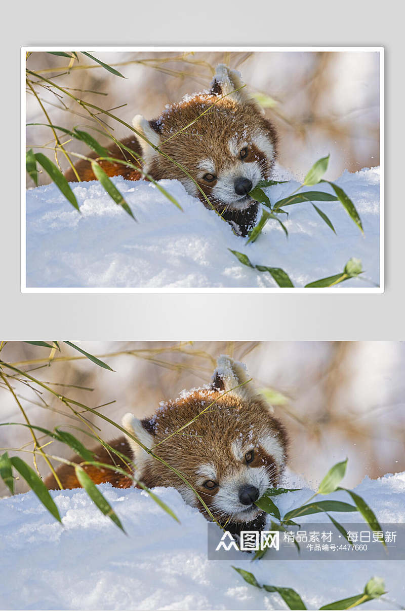 创意河狸下雪可爱动物图片素材