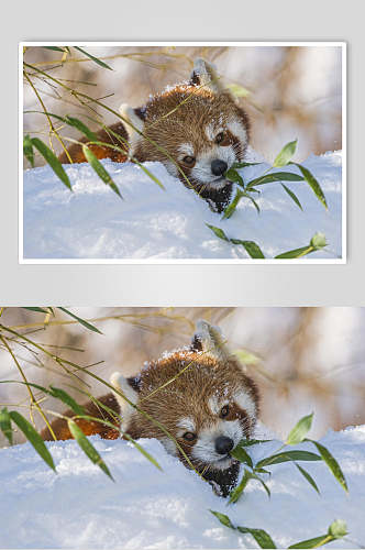 创意河狸下雪可爱动物图片