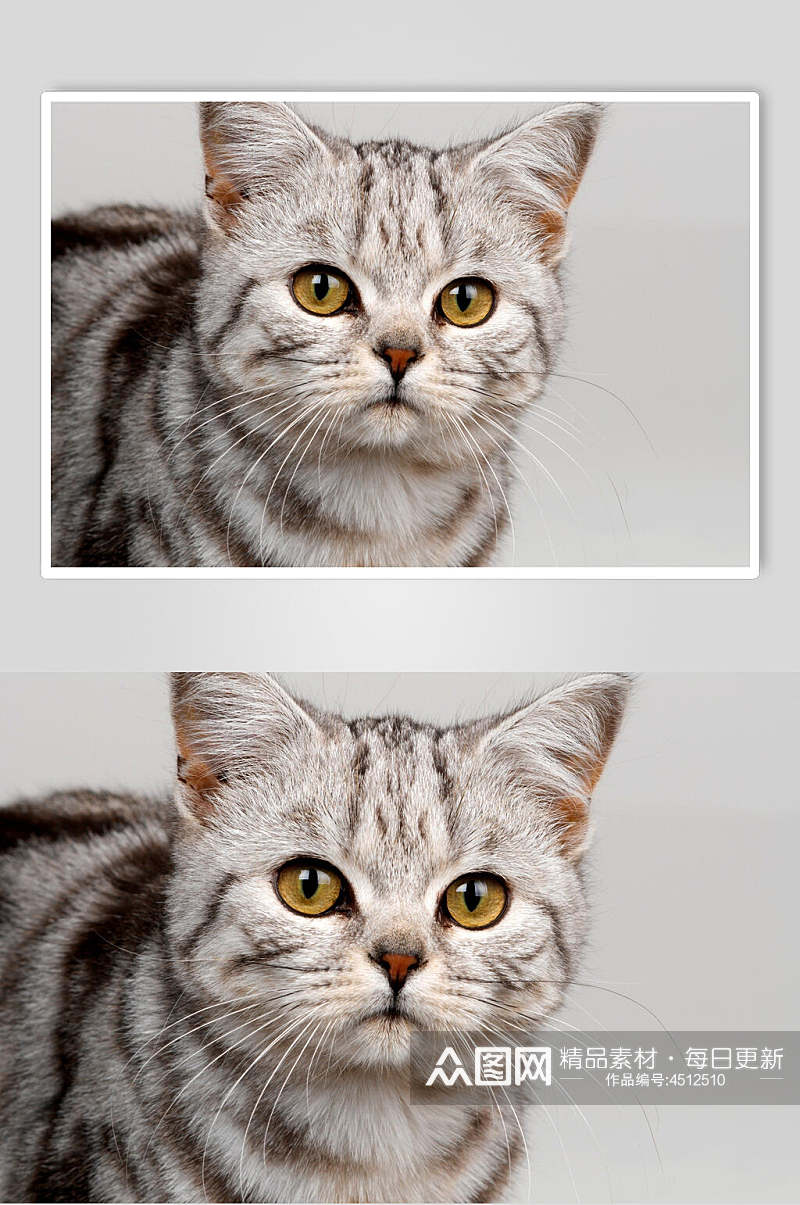 盯着你的猫猫可爱动物图片素材