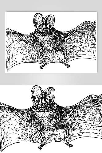 蝙蝠黑色线条动物素描手绘矢量素材
