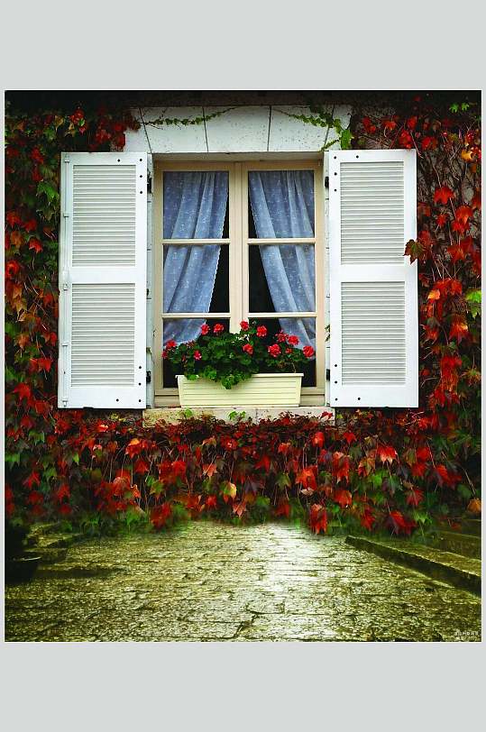 窗户花卉背景摄影图片