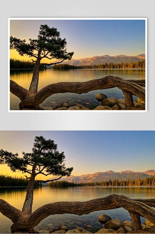 湖泊大树户外风景图片