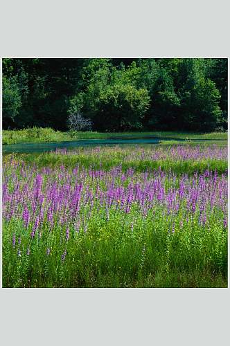 紫色薰衣草大自然风光摄影图
