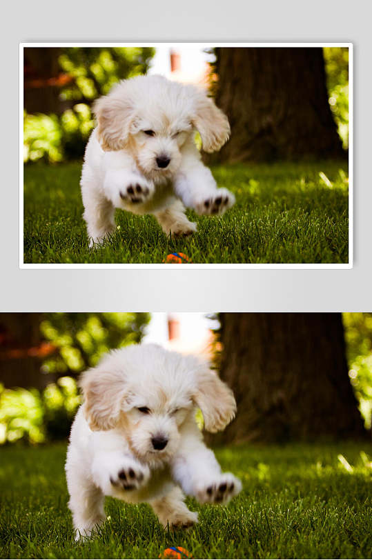漂亮白色狗狗可爱动物图片