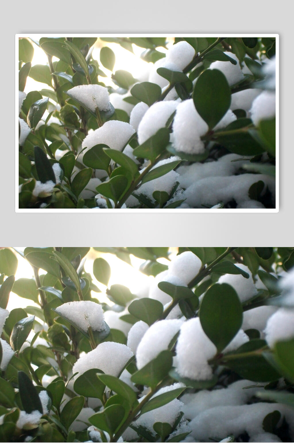 下雪树叶做旧风景图片素材