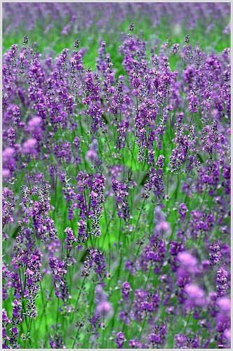 紫色薰衣草室内花卉图片  植物摄影图