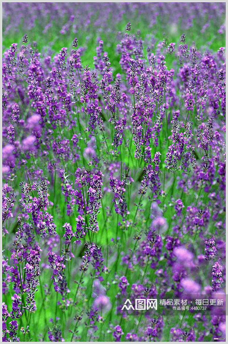 紫色薰衣草室内花卉图片  植物摄影图素材