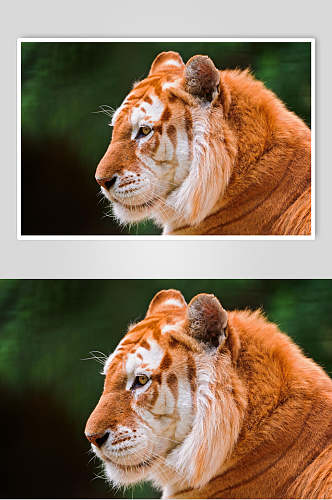 橙色老虎毛茸茸可爱动物图片