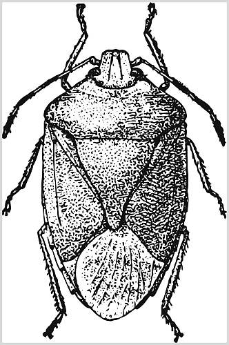 昆虫黑色简约动物素描手绘矢量素材