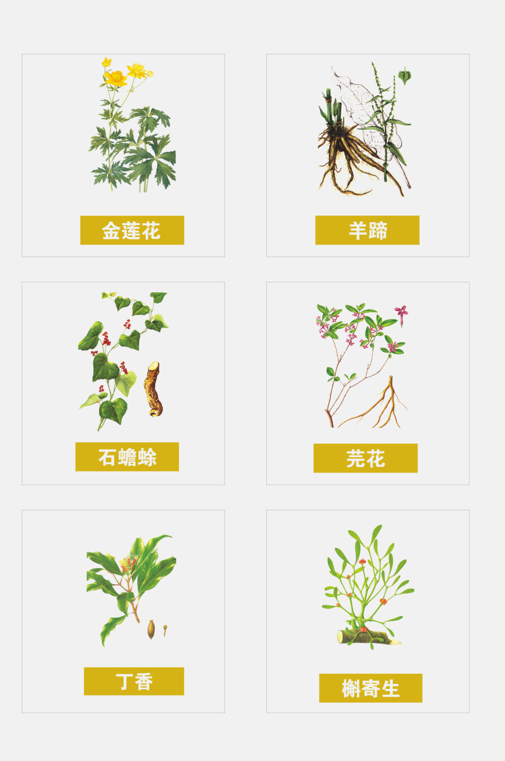 金莲花彩色草本免抠素材素材