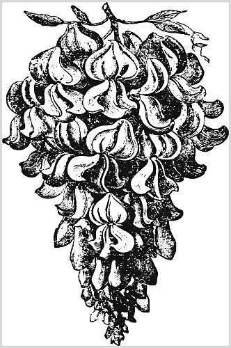 素雅线条黑色植物花卉手绘矢量素材