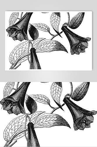 线条喇叭花黑植物花卉手绘矢量素材
