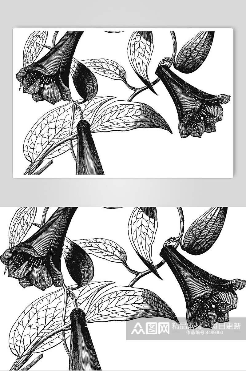 线条喇叭花黑植物花卉手绘矢量素材素材