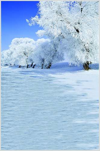 近景高清雪花树木拍摄背景图片