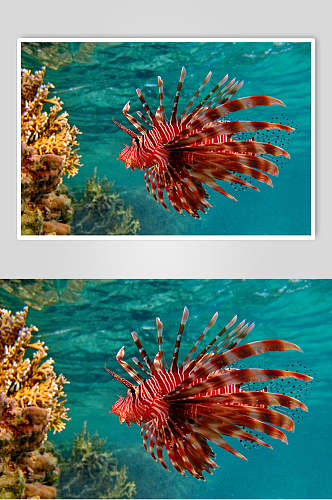 大气鱼海底可爱动物图片