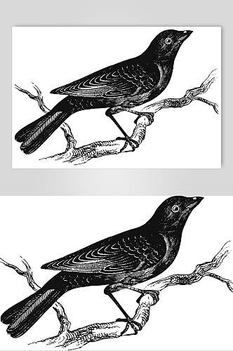 小鸟黑色清新动物素描手绘矢量素材