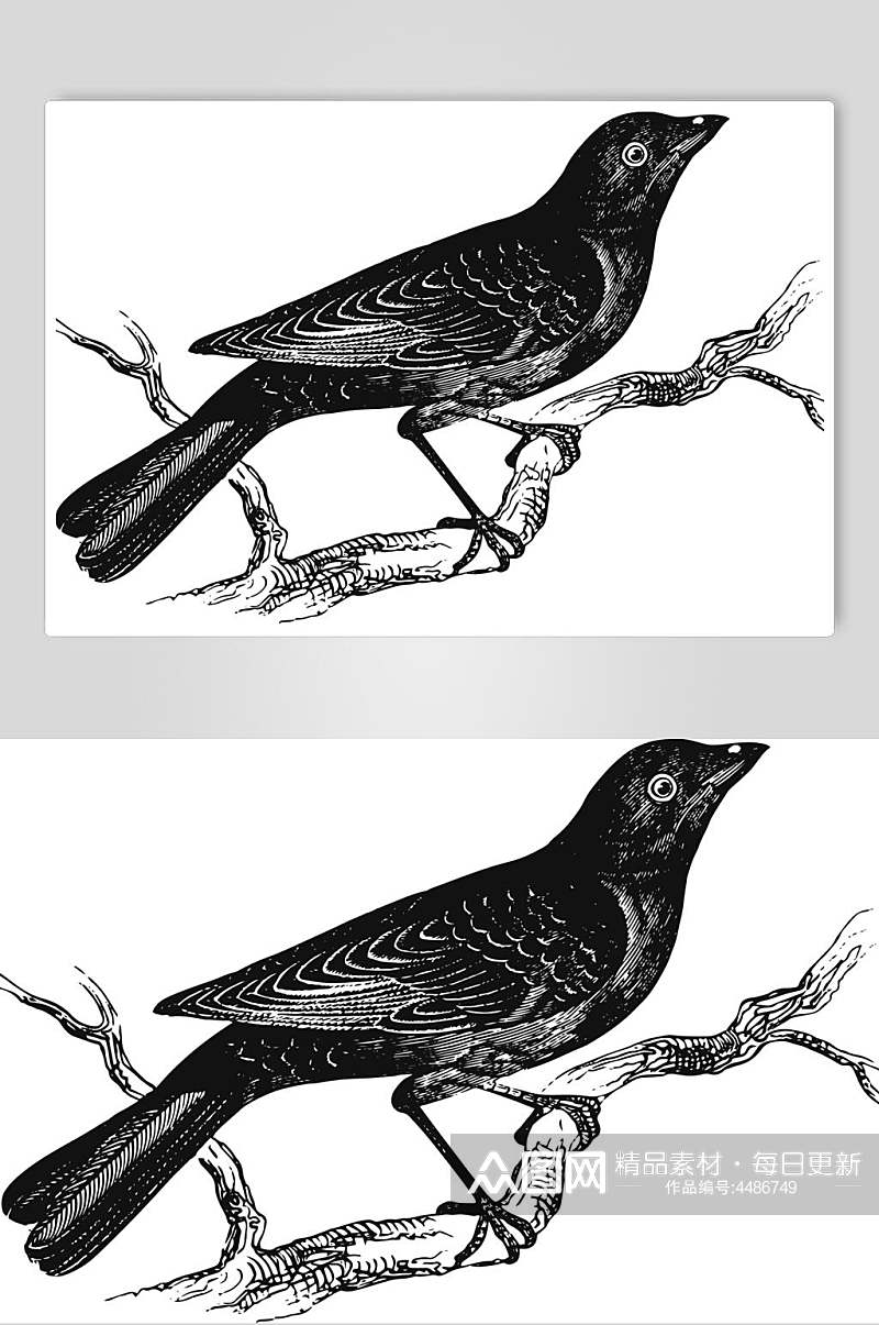 小鸟黑色清新动物素描手绘矢量素材素材