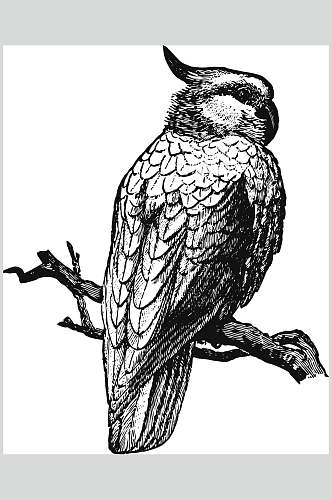 鹦鹉树枝黑色动物素描手绘矢量素材
