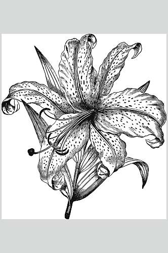 虞美人植物花卉手绘矢量素材