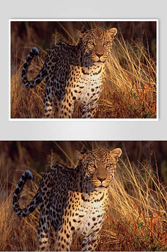 豹子可爱动物图片