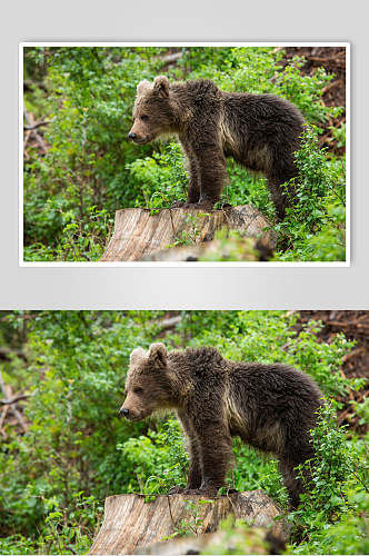 狗熊灰色动物形态摄影图