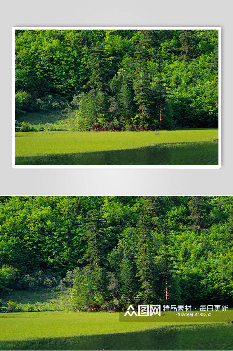 森林大树大自然风光摄影图素材