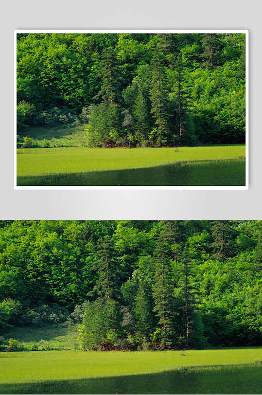 森林大树大自然风光摄影图