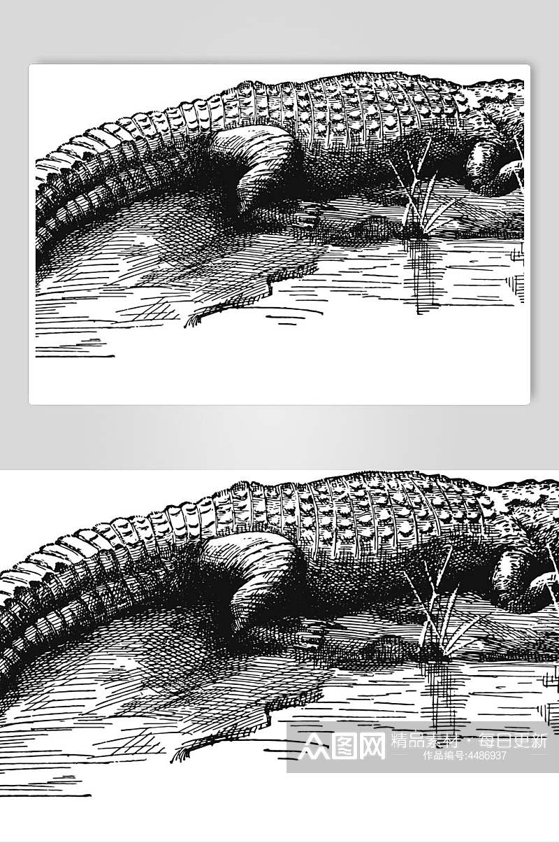 尾巴鳄鱼黑色动物素描手绘矢量素材素材