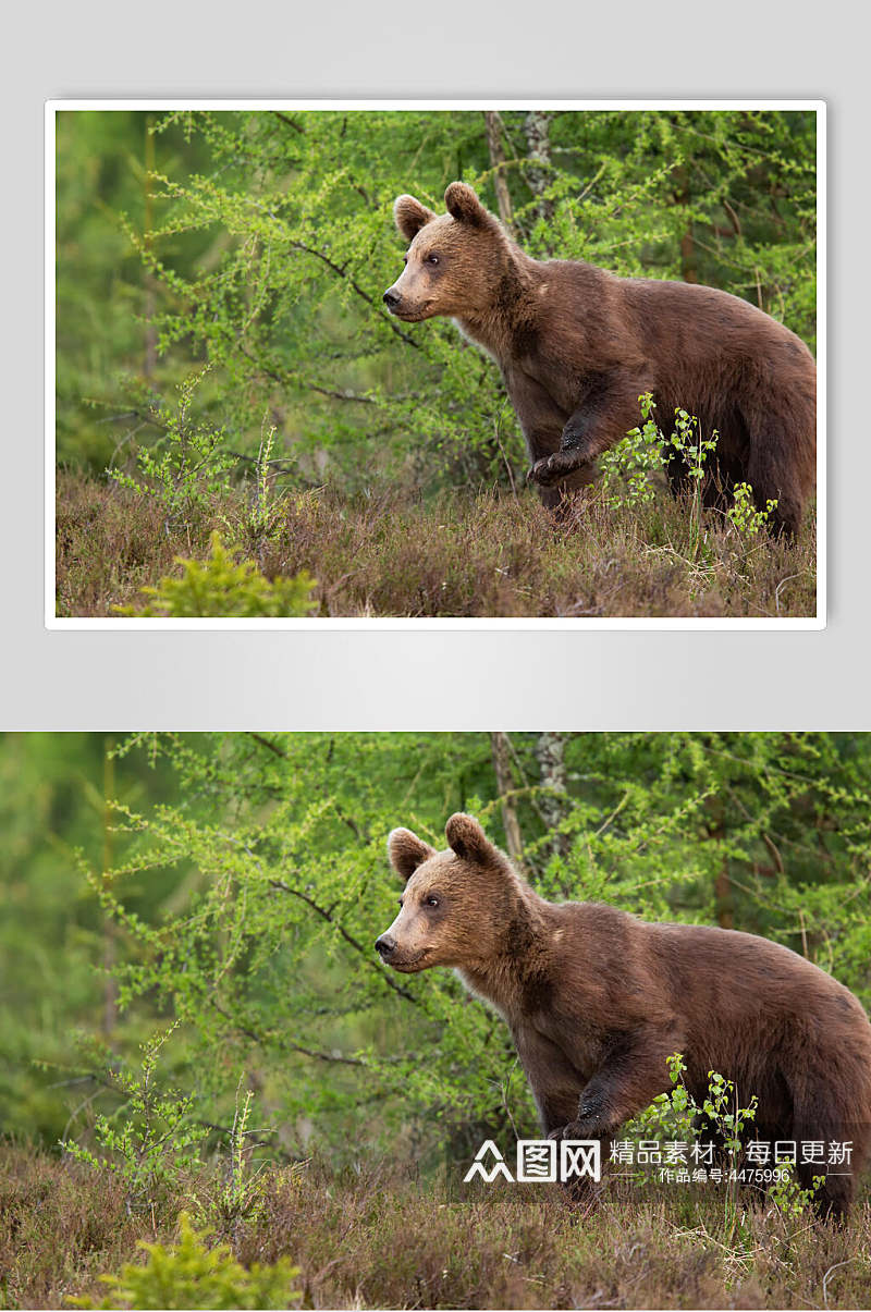 可爱小熊动物形态摄影图素材