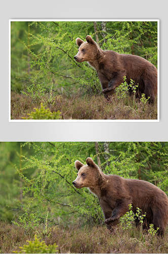 可爱小熊动物形态摄影图