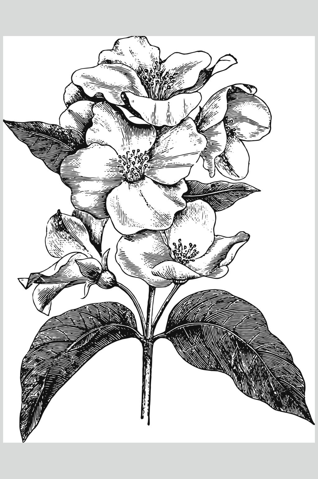叶子黑色典雅植物花卉手绘矢量素材素材