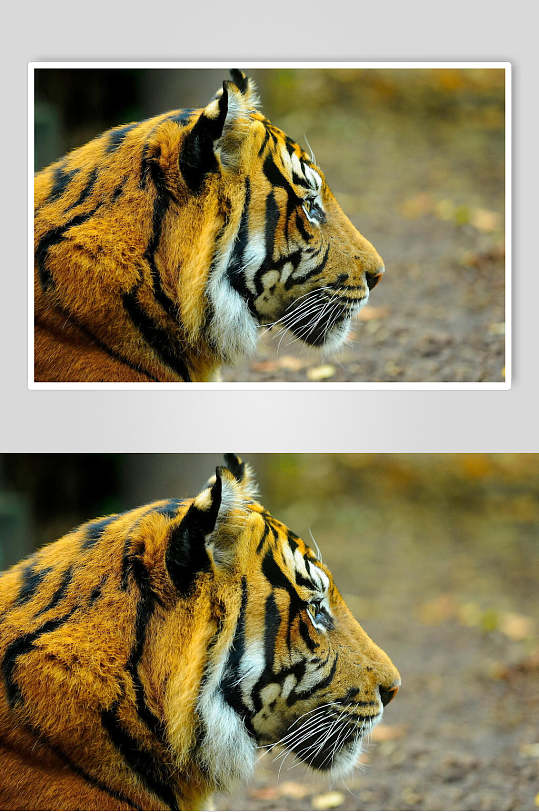 可爱老虎虎头动物图片