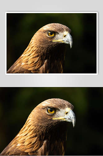 老鹰尖嘴动物形态摄影图
